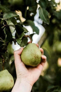 Cropped hand of woman picking pear from tree