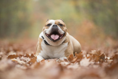 Happy english bulldog lying down between autumn leaves in a forest looking at the camera