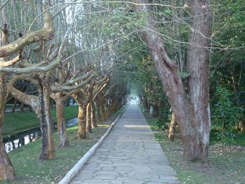 Narrow pathway along trees in forest