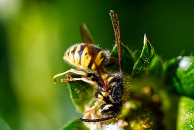 Close-up of bee pollinating