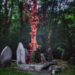 Flower trees in garden