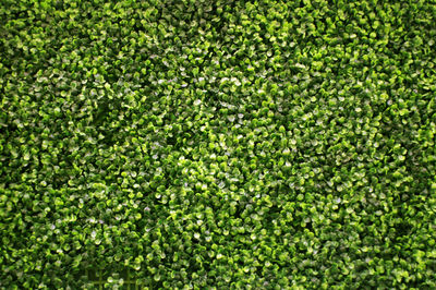 Green vertical wall environmental conservation alternative design