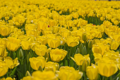 Full frame shot of yellow flowering field