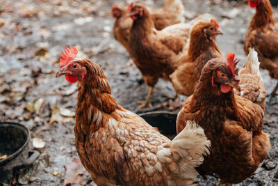 Chicken in their muddy yard. hen, rooster, farm animals.