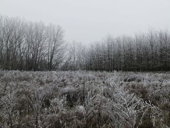 Trees on field against clear sky during winter