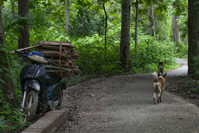 Rear view of horse cart on dirt road