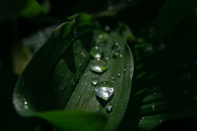 Close-up of raindrops on leaf