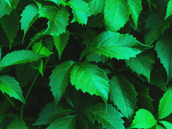 Full frame shot of leaves