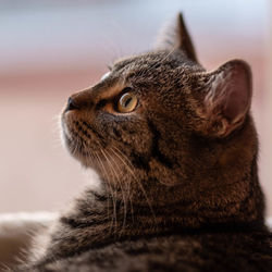 Close-up of a cat looking away