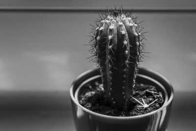 Close-up of potted cactus plant