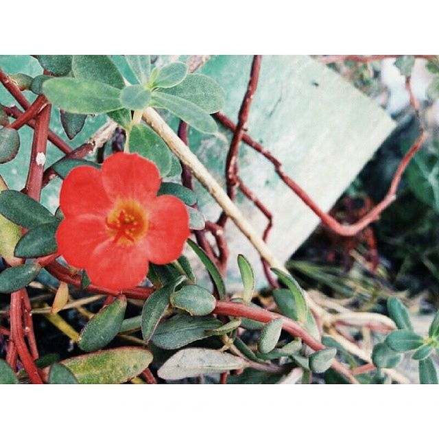 transfer print, growth, plant, leaf, auto post production filter, flower, close-up, fragility, nature, red, focus on foreground, high angle view, freshness, day, outdoors, petal, no people, beauty in nature, stem, front or back yard