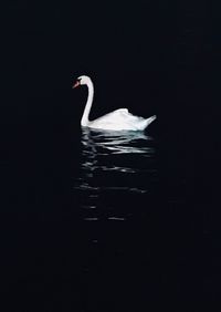 Swan floating on lake