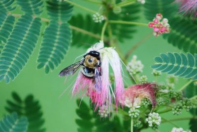 Close-up of bee pollinating on flower