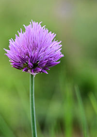 Close-up of purple flowering plant