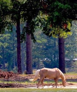 Horse standing by trees in forest