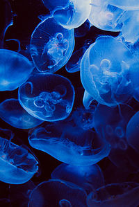 Close-up of jellyfish in sea