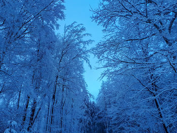 Low angle view of snow covered trees in forest