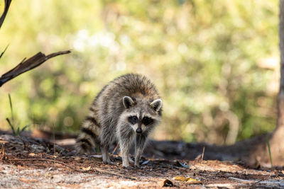 Foraging young