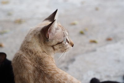 Close-up of cat looking away