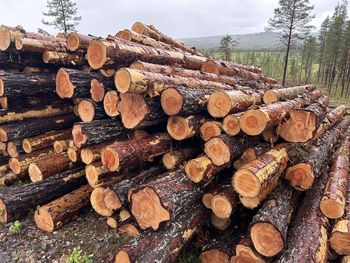 Close-up of logs