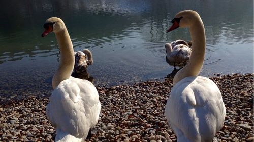 Swan in calm lake
