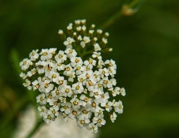 Close-up of white flowering plant