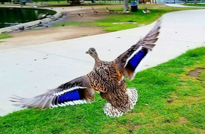 View of birds on field