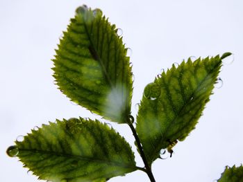 Close-up of green leaves over white background