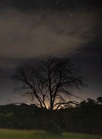 Silhouette bare tree on field against sky at night