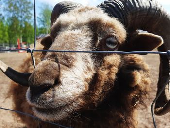 Close-up of a horse