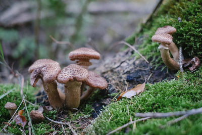 Close-up of mushrooms growing on field