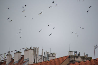 Low angle view of birds flying in sky