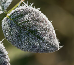 Close-up of frozen plant