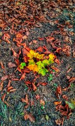 High angle view of maple leaves on field