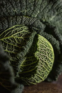 Close-up of cabbage on plant