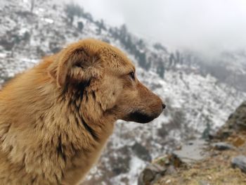 Close-up of a dog on snow