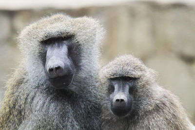 Close-up of a monkey