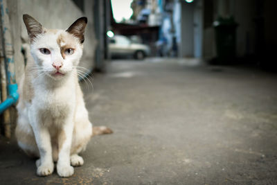 Cat sitting on street in city
