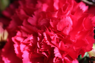 Close-up of red flowering plant