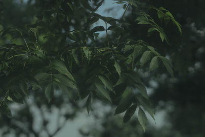 Close-up of fresh green leaves