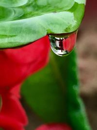 Close-up of red rose