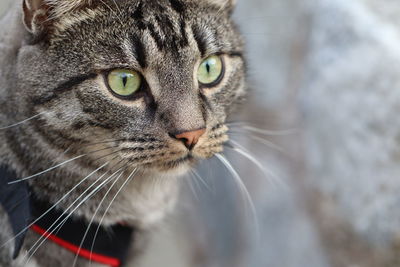 Close-up portrait of a cat