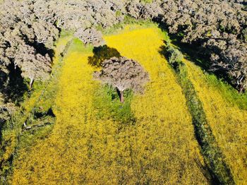 High angle view of yellow flowering plant on field