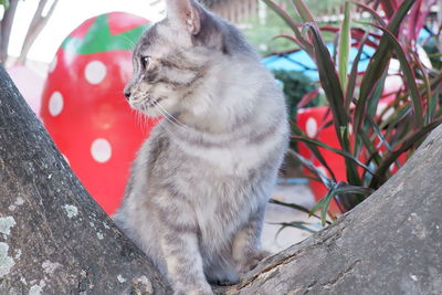 Close-up of cat looking away