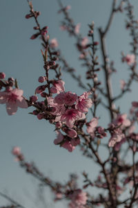 Close-up of cherry blossoms in spring