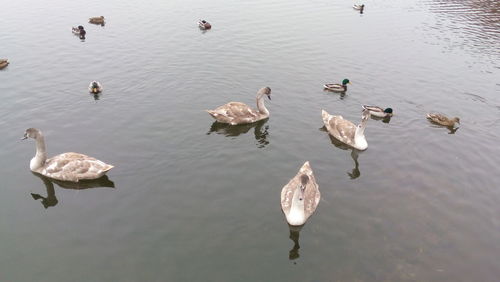 High angle view of swans swimming in lake