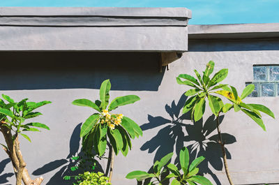 Close-up of potted plant against wall of building