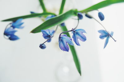 Close-up of flowers against blurred background