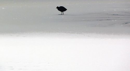 Close-up of snow