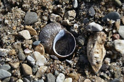 Close-up of shells on rock